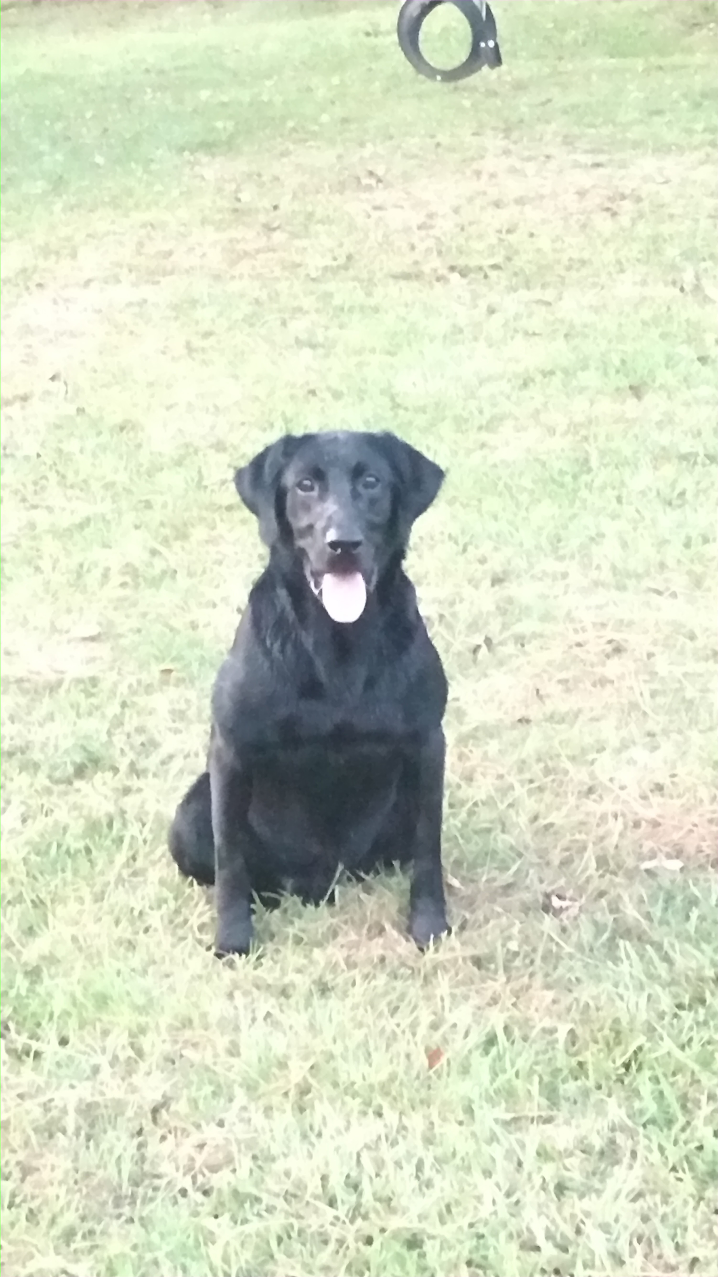 Norman's Hello Dolly | Black Labrador Retriver