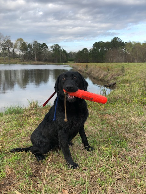 Docheno's Got Me All Fired Up | Black Labrador Retriver