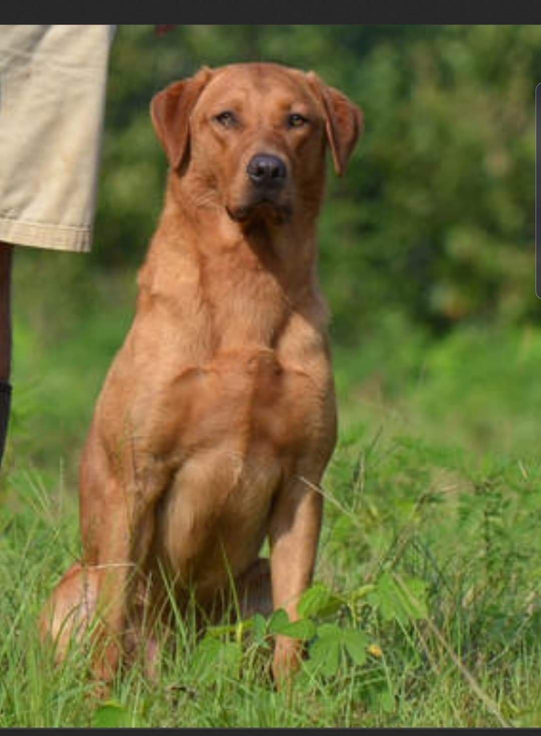 HRCH Prairie Plains Stewarts Sun SH | Yellow Labrador Retriver