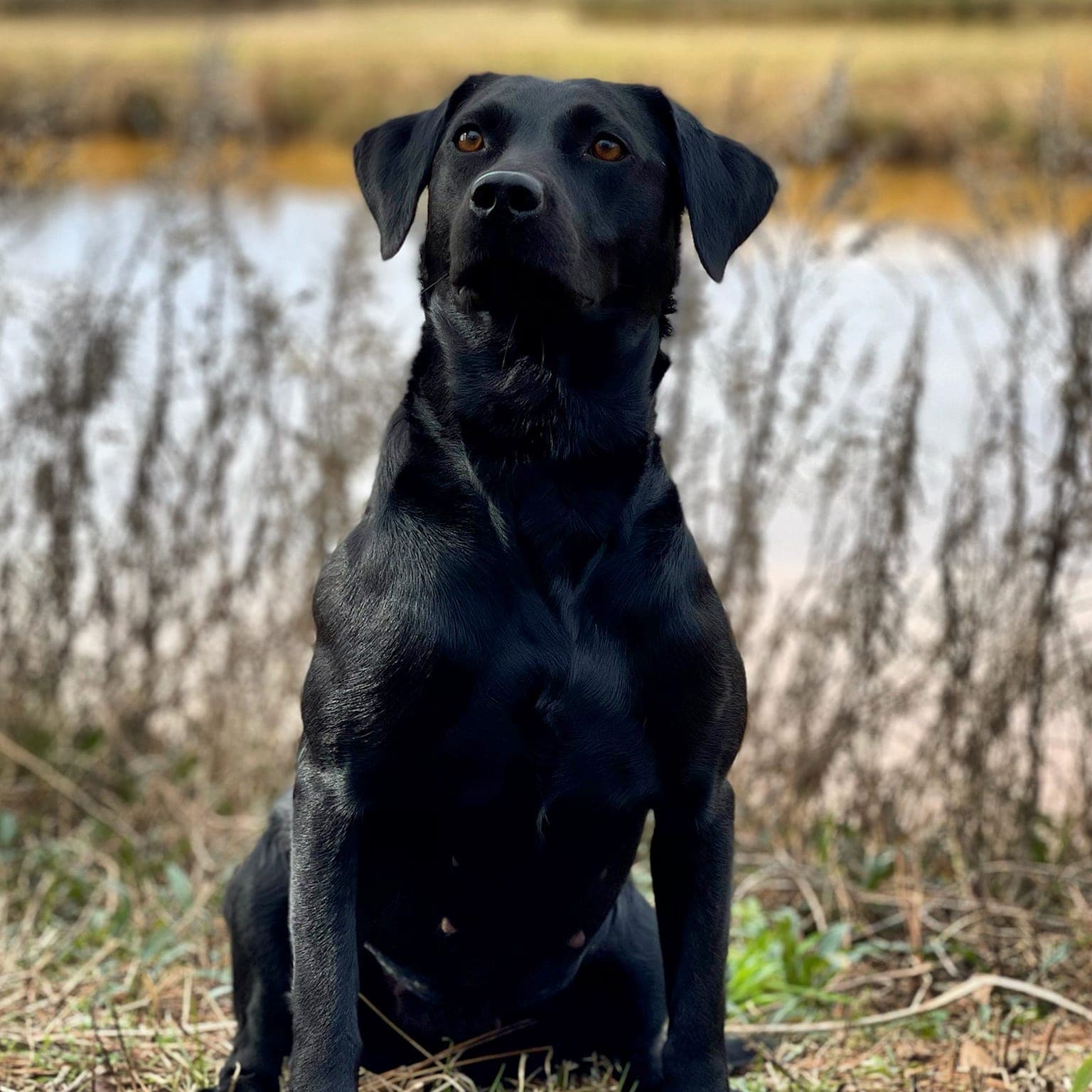 SHR Oak Lanes Shore Runner WC | Black Labrador Retriver