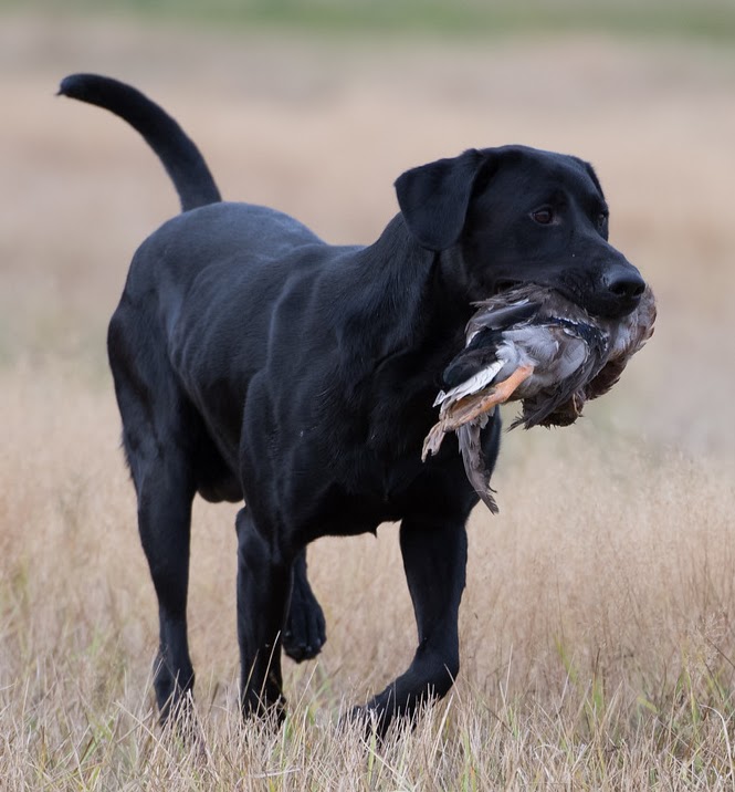 GMPR Tiger Mtn's Honest Abe MH | Black Labrador Retriver