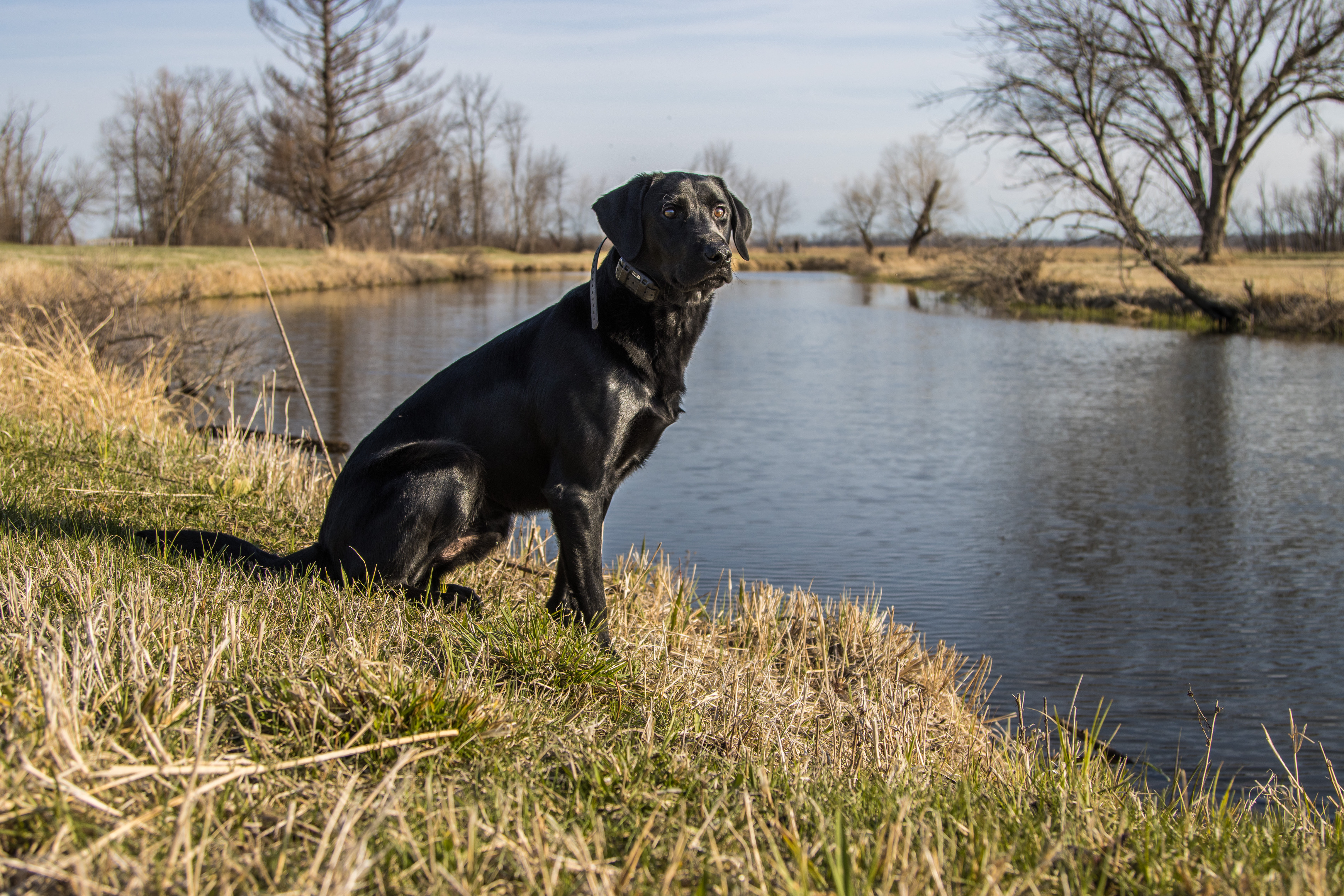 CT's Start That Tab JH | Black Labrador Retriver