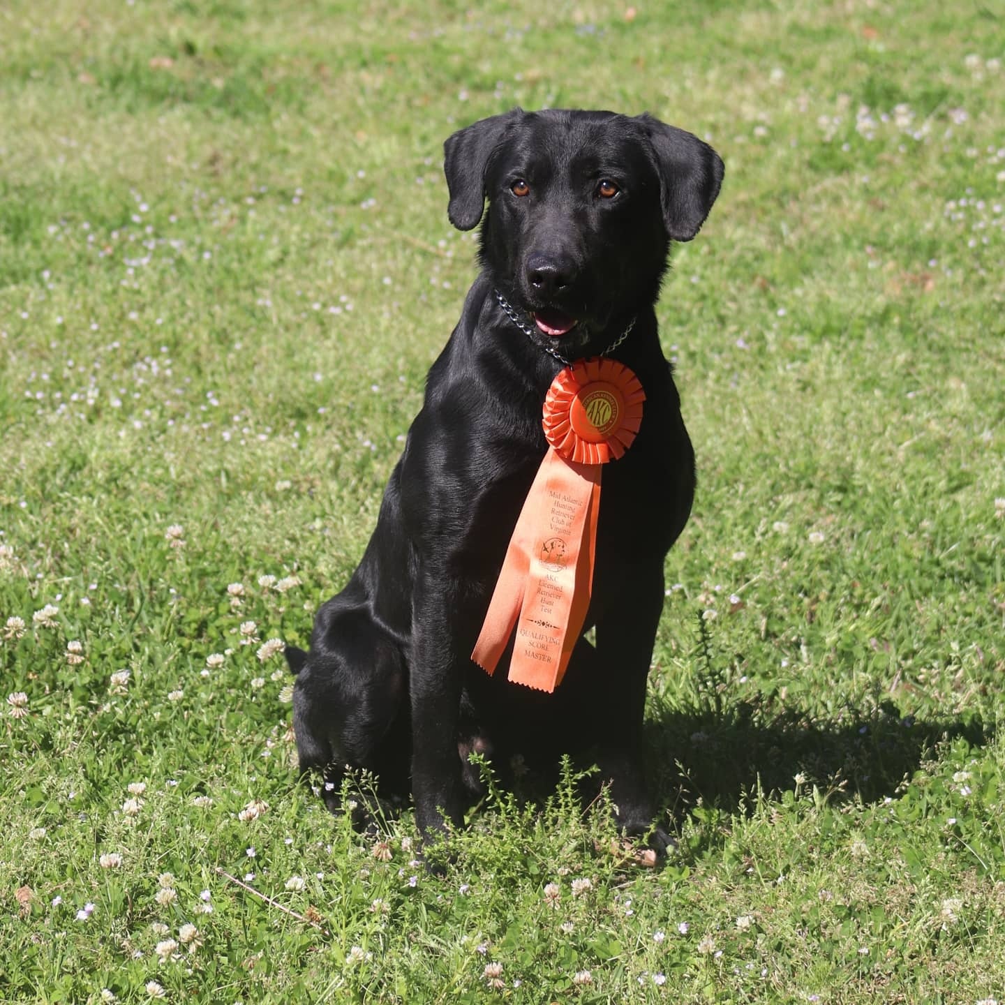 White Marsh's Super Duper Cooper MH | Black Labrador Retriver