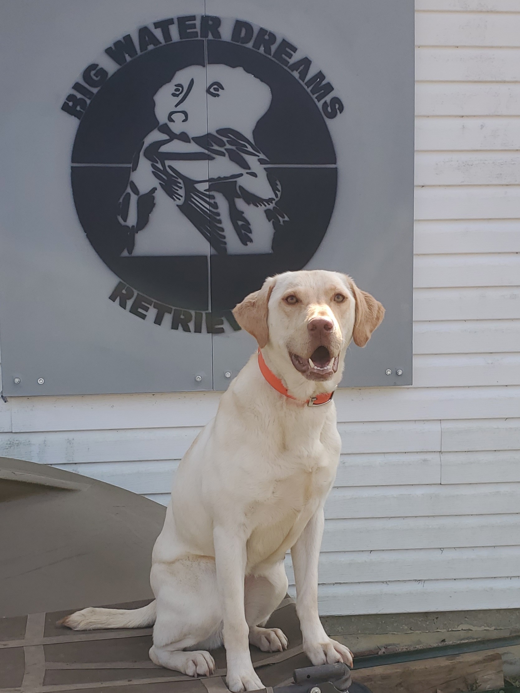 Big Water Dreams If Heaven Ain’t Alot  Like Dixie | Yellow Labrador Retriver