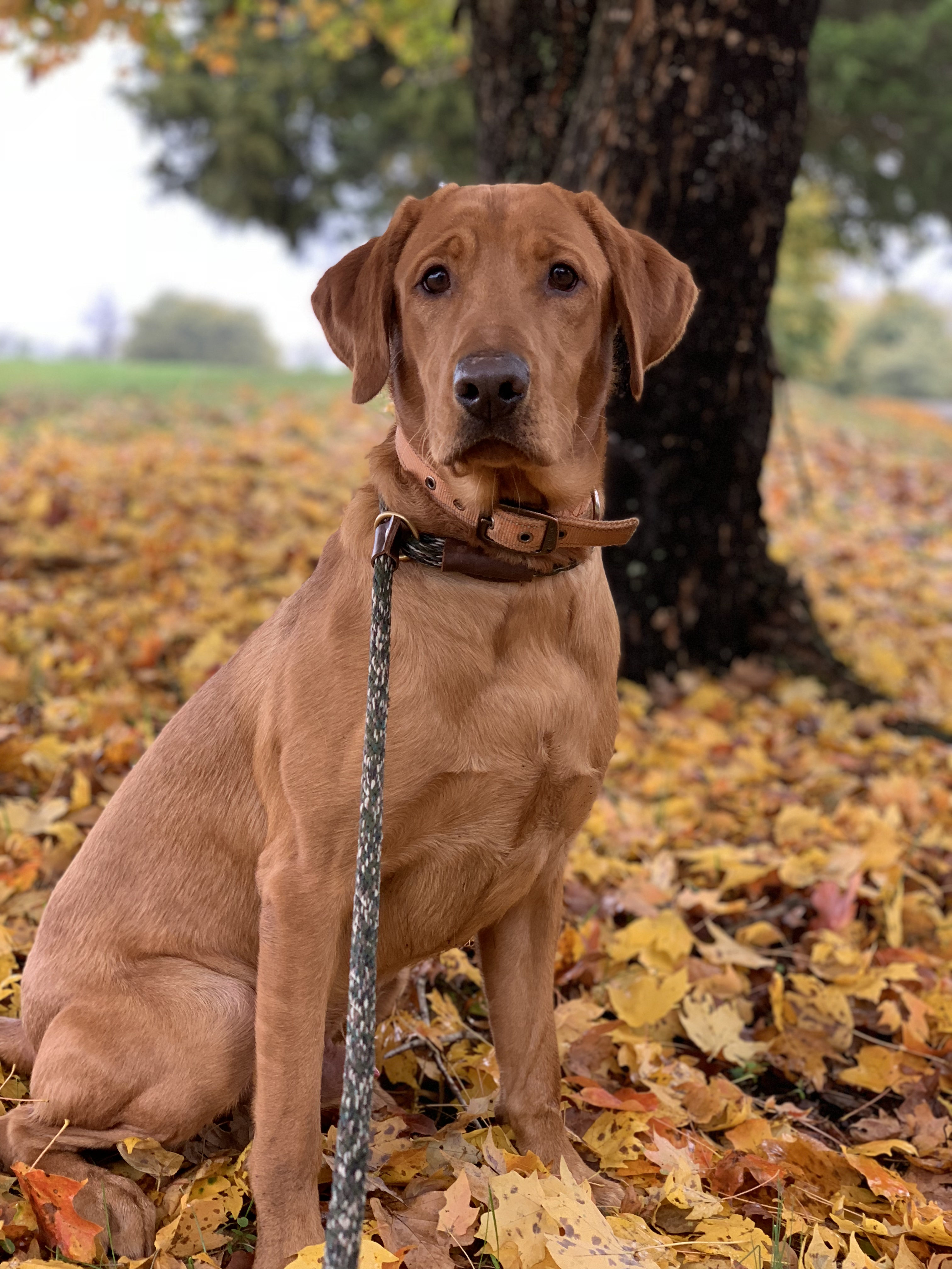 HRCH  G4K Reese And Reagan's Golden Barley | Yellow Labrador Retriver