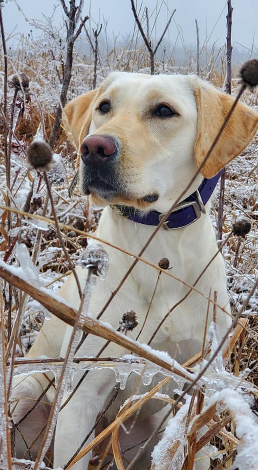 Timberview's White Cedar JH TKN | Yellow Labrador Retriver