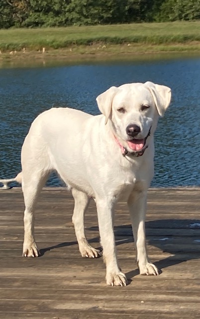 Upland&Antler's Harley Davidson CGC | Yellow Labrador Retriver