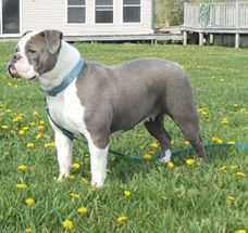 King of King's Sophie | Olde English Bulldogge 