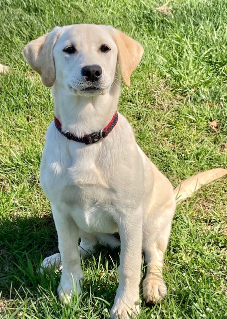 Oak Leaves On The Water CGC | Yellow Labrador Retriver