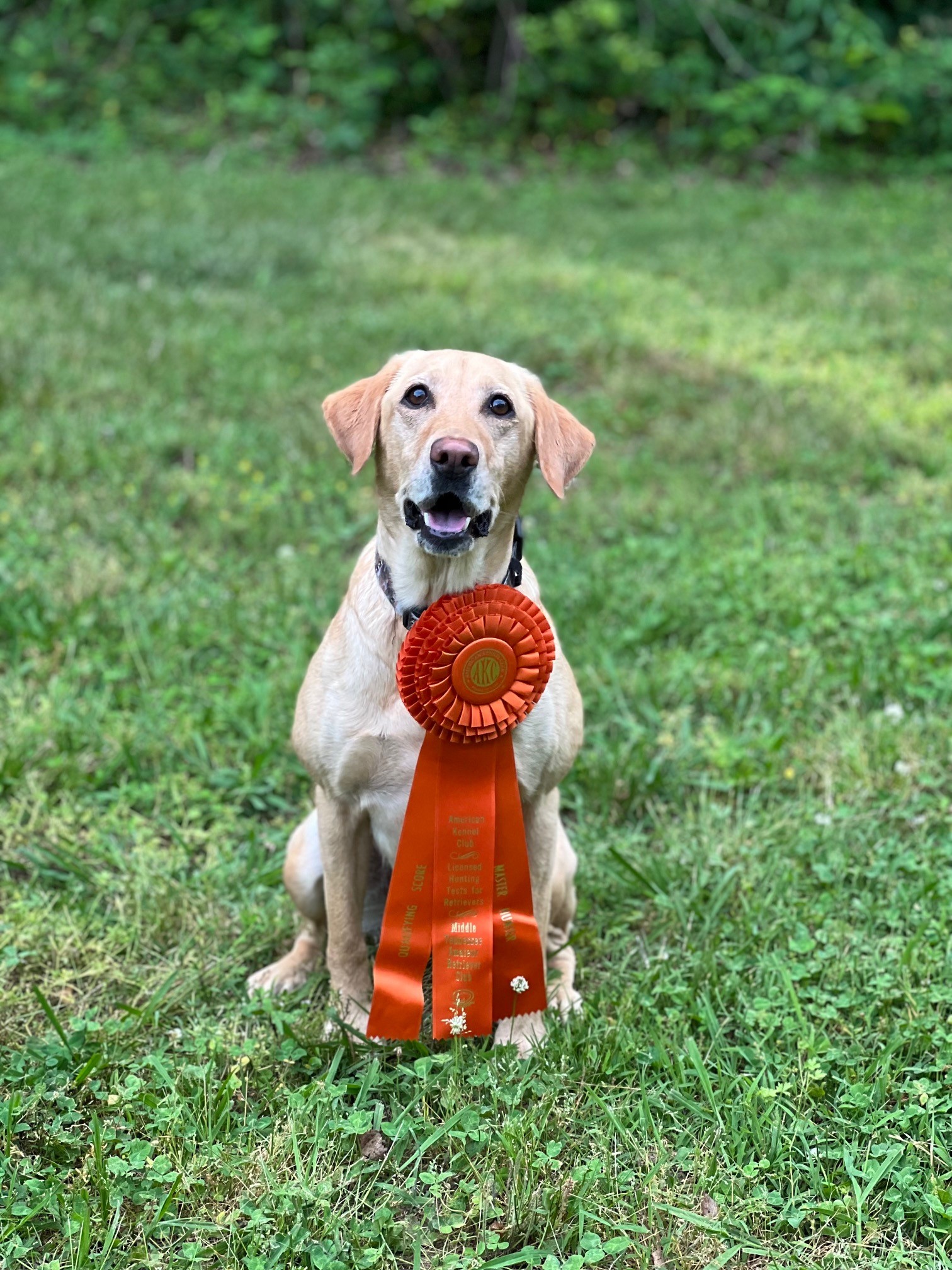 HRCH Tennessee Belle Of The Fall | Yellow Labrador Retriver