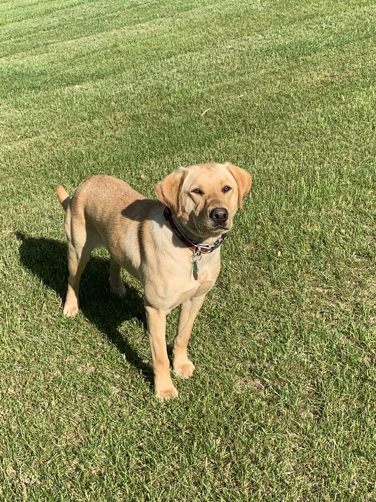 Duchess Ruby Of Haverhill | Yellow Labrador Retriver