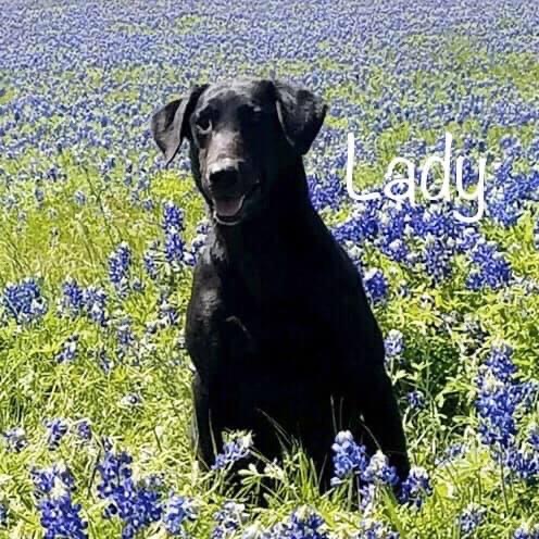 Caprocks Pretty Woman | Black Labrador Retriver