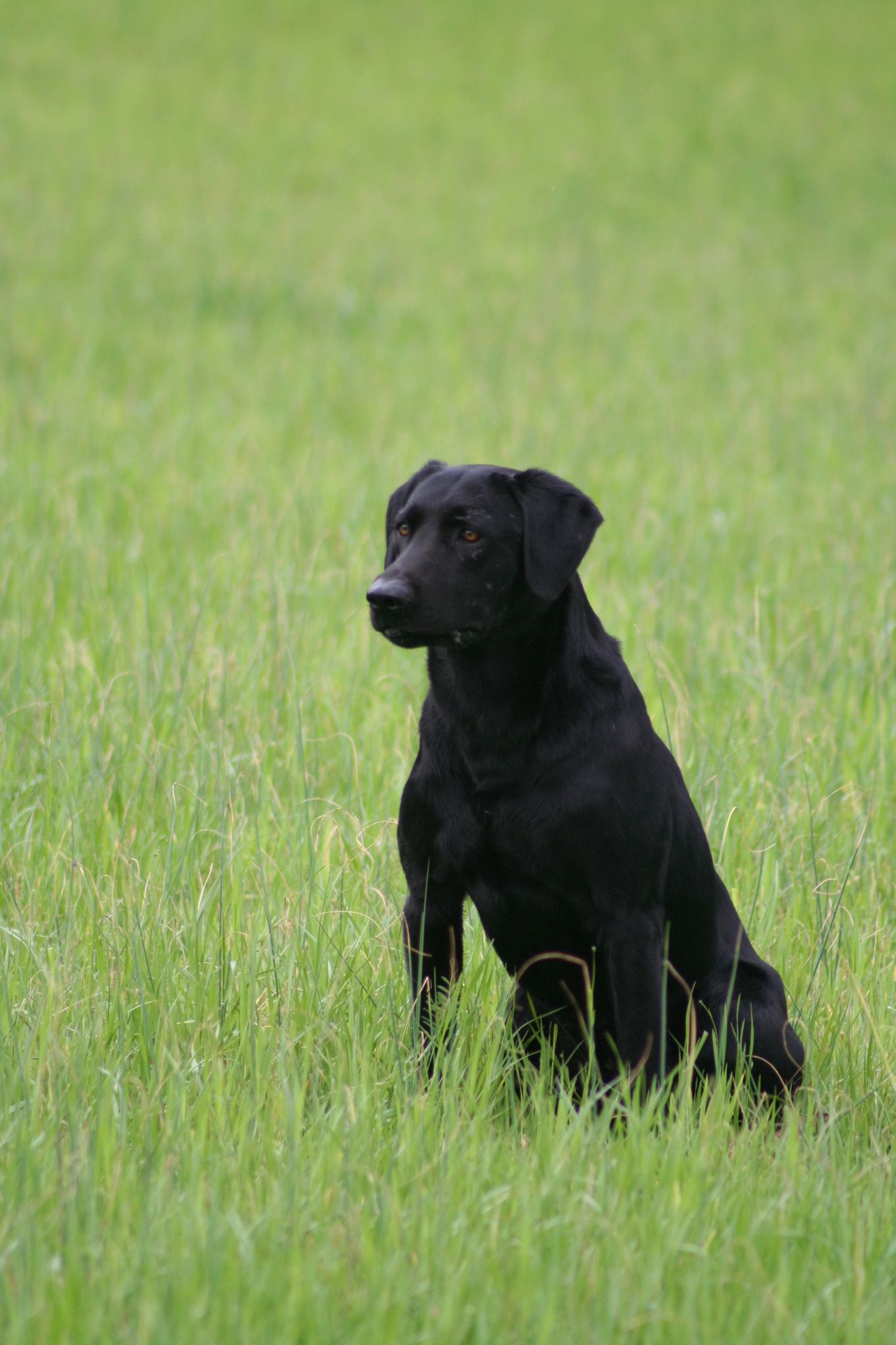 HR Black Magics Blazing Red Moose | Black Labrador Retriver