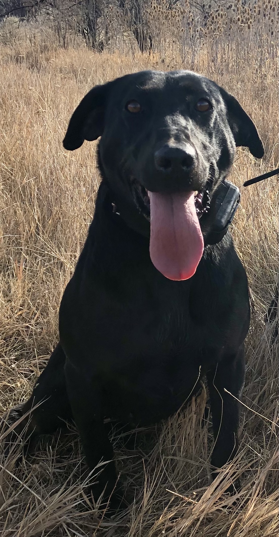 Shot'n Straight Annie Oakley | Black Labrador Retriver