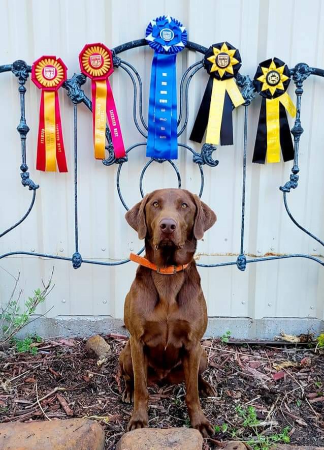 SHR Prairie Chase Shiloh Sue | Chocolate Labrador Retriver