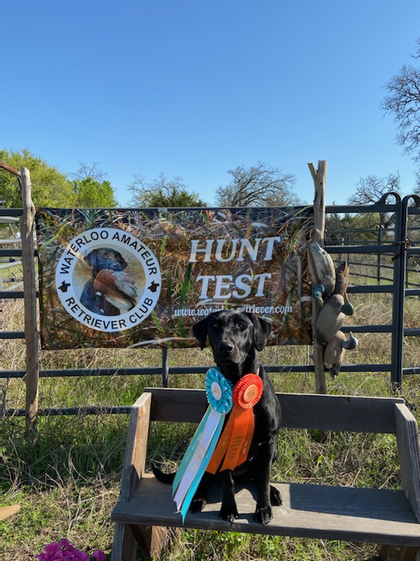 Carter's  Sweet T JH | Black Labrador Retriver