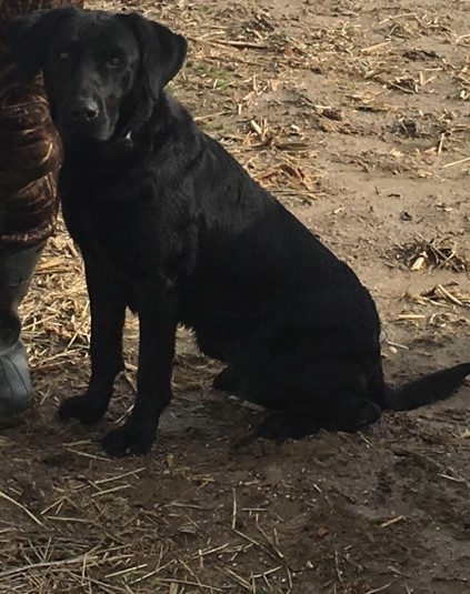 Hanlan's Shootin' Star SH | Black Labrador Retriver