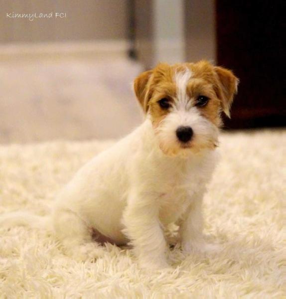 EVITA KimmyLand | Jack Russell Terrier 