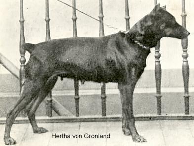 Hertha v. Grönland (Ritter Kuno x Lotte) | Black Doberman Pinscher