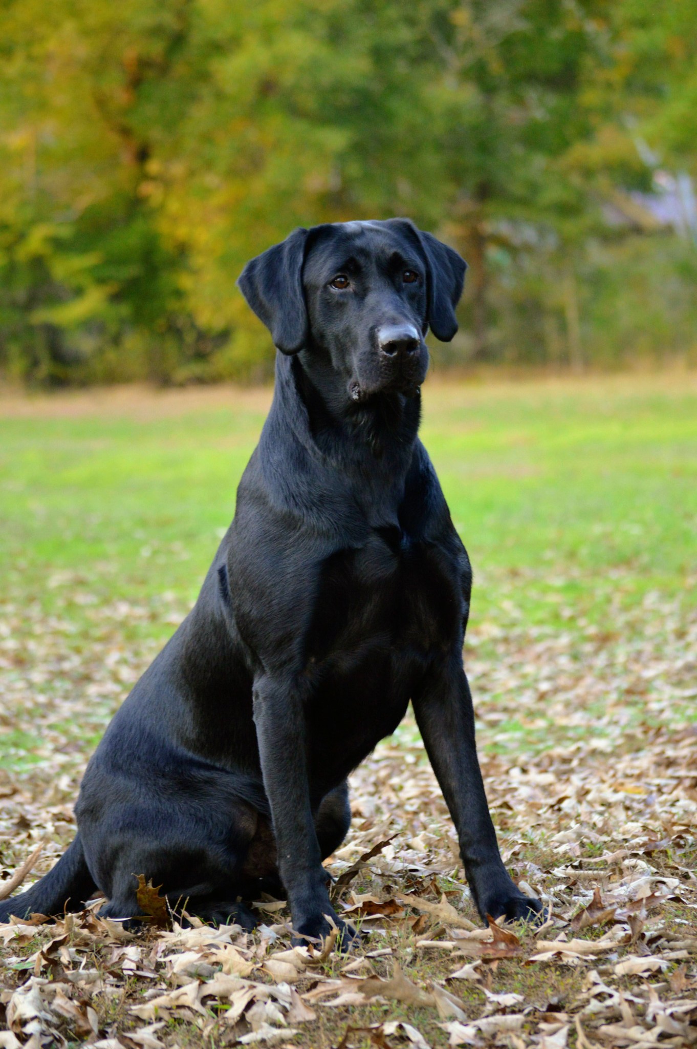 HRCH Gpr’s Chief Executive Officer MH | Black Labrador Retriver