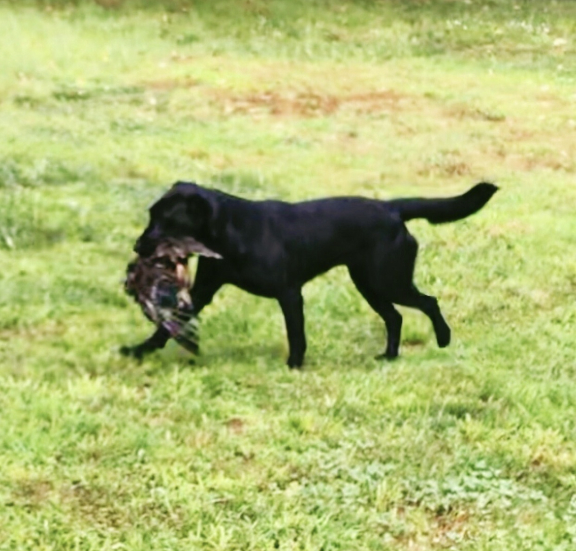 BRILEY’S YOU’RE A DAISY IF YOU DO | Black Labrador Retriver