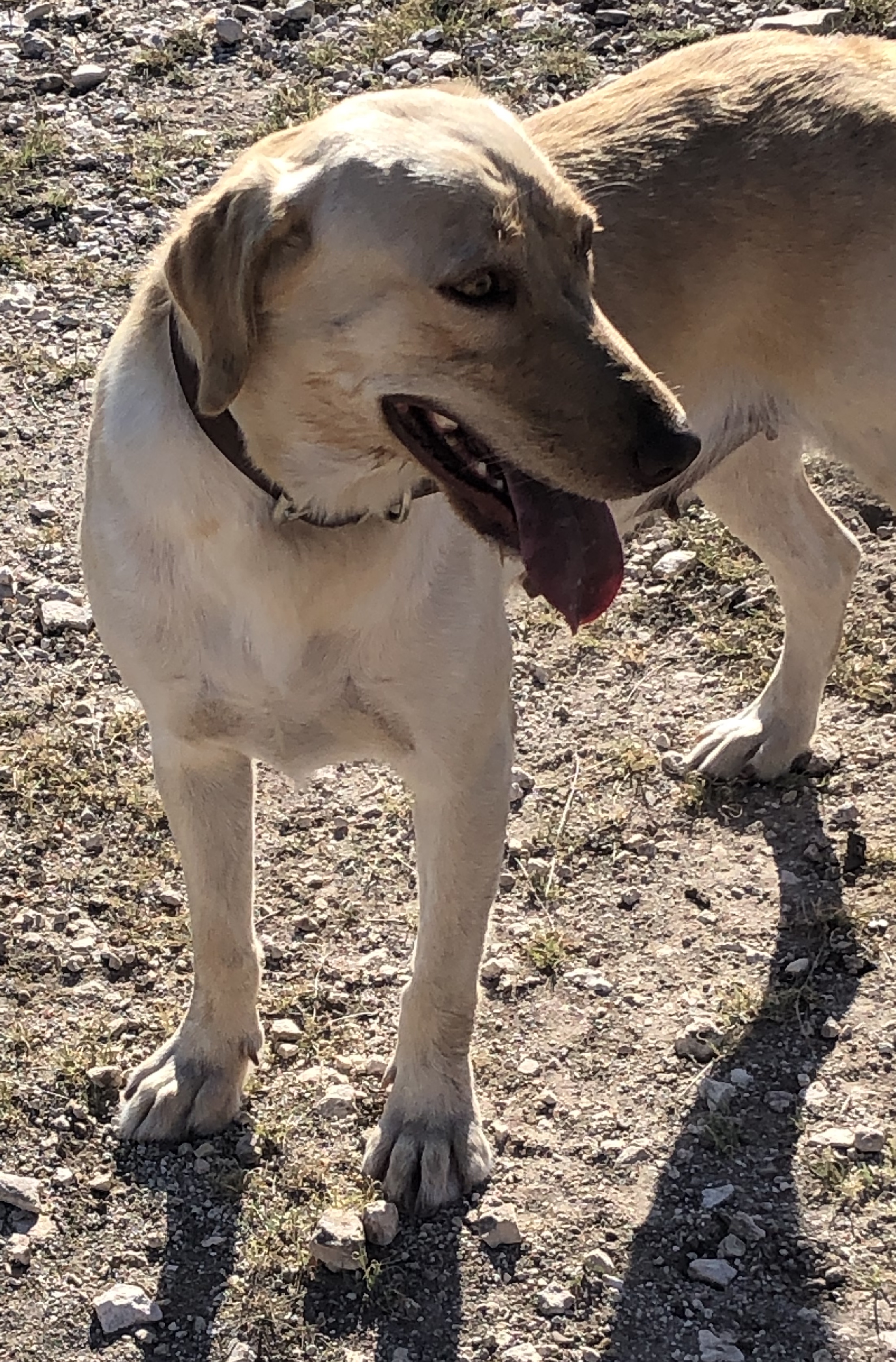 Ski's Sip Of Champaign Lorrie | Yellow Labrador Retriver