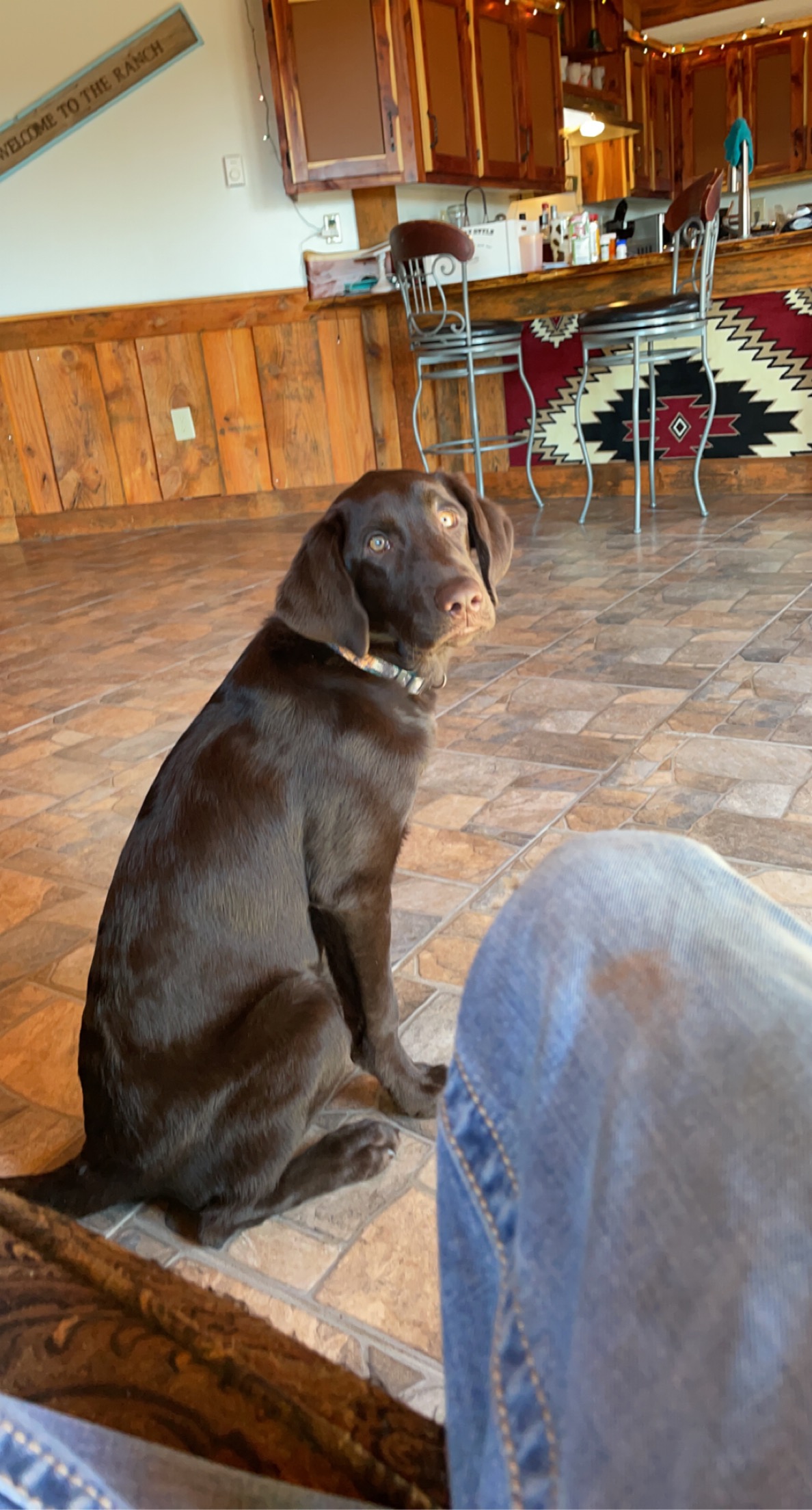 It’s Miller Time | Chocolate Labrador Retriver