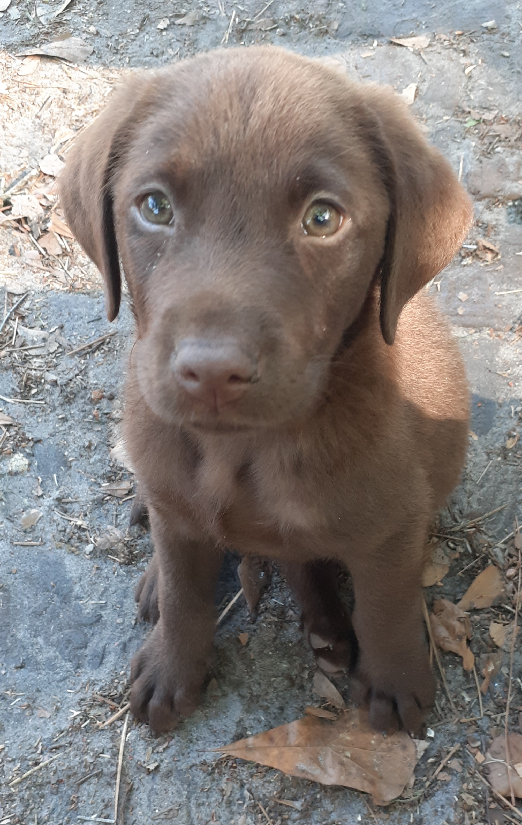 Thornton's Ruger III | Chocolate Labrador Retriver