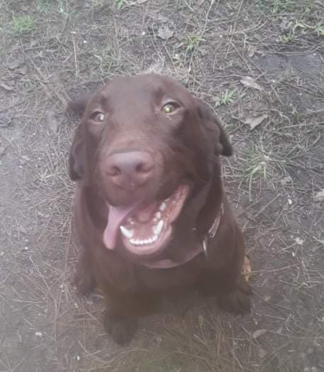 Thornton's Ruger III | Chocolate Labrador Retriver