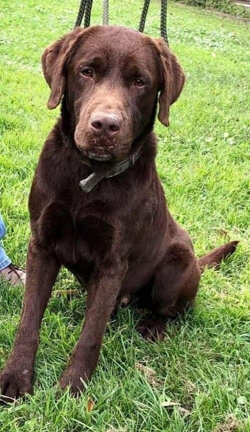 Webb's Forest Triggers Jake | Chocolate Labrador Retriver