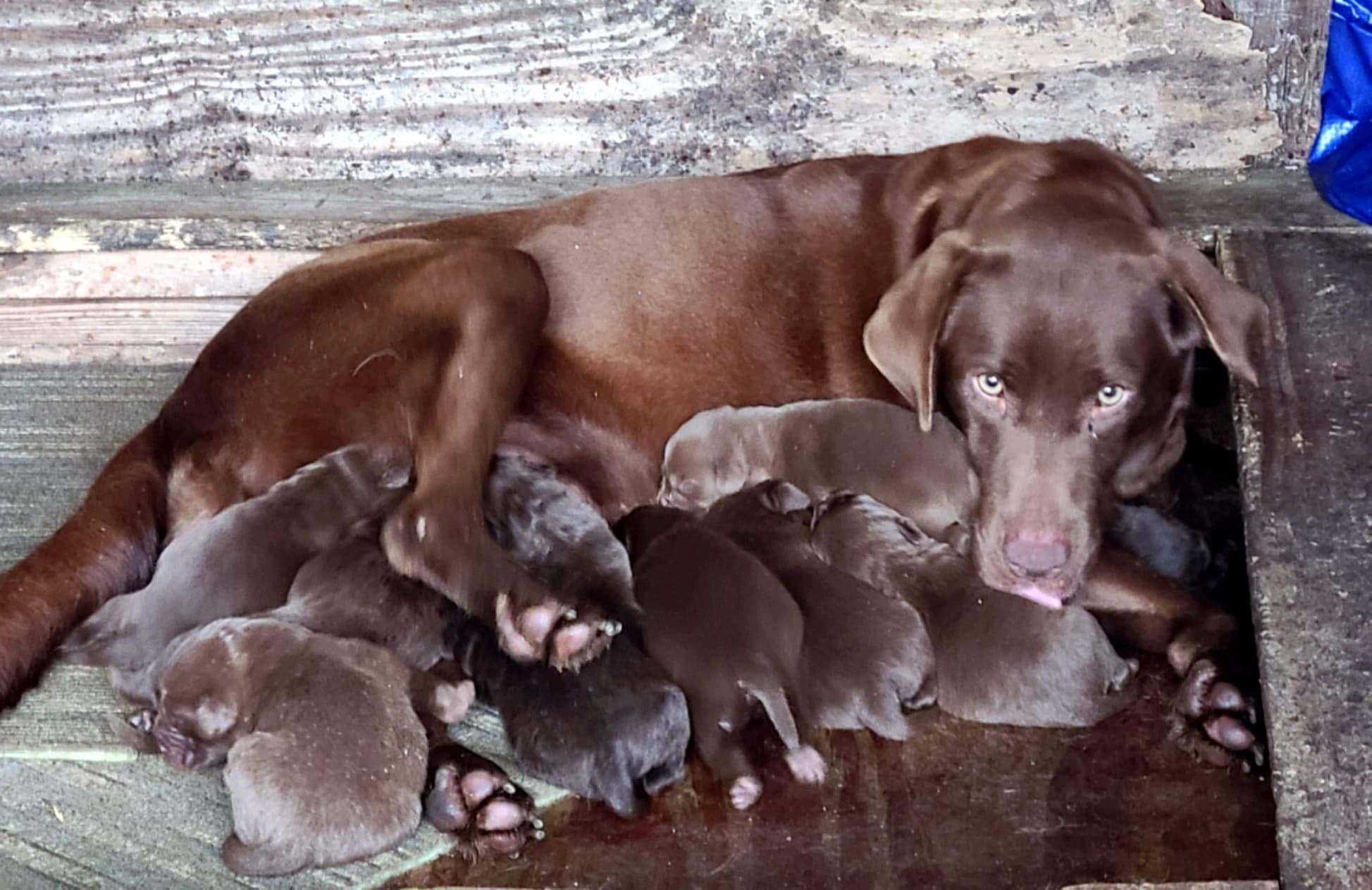 Myla Cephus | Chocolate Labrador Retriver