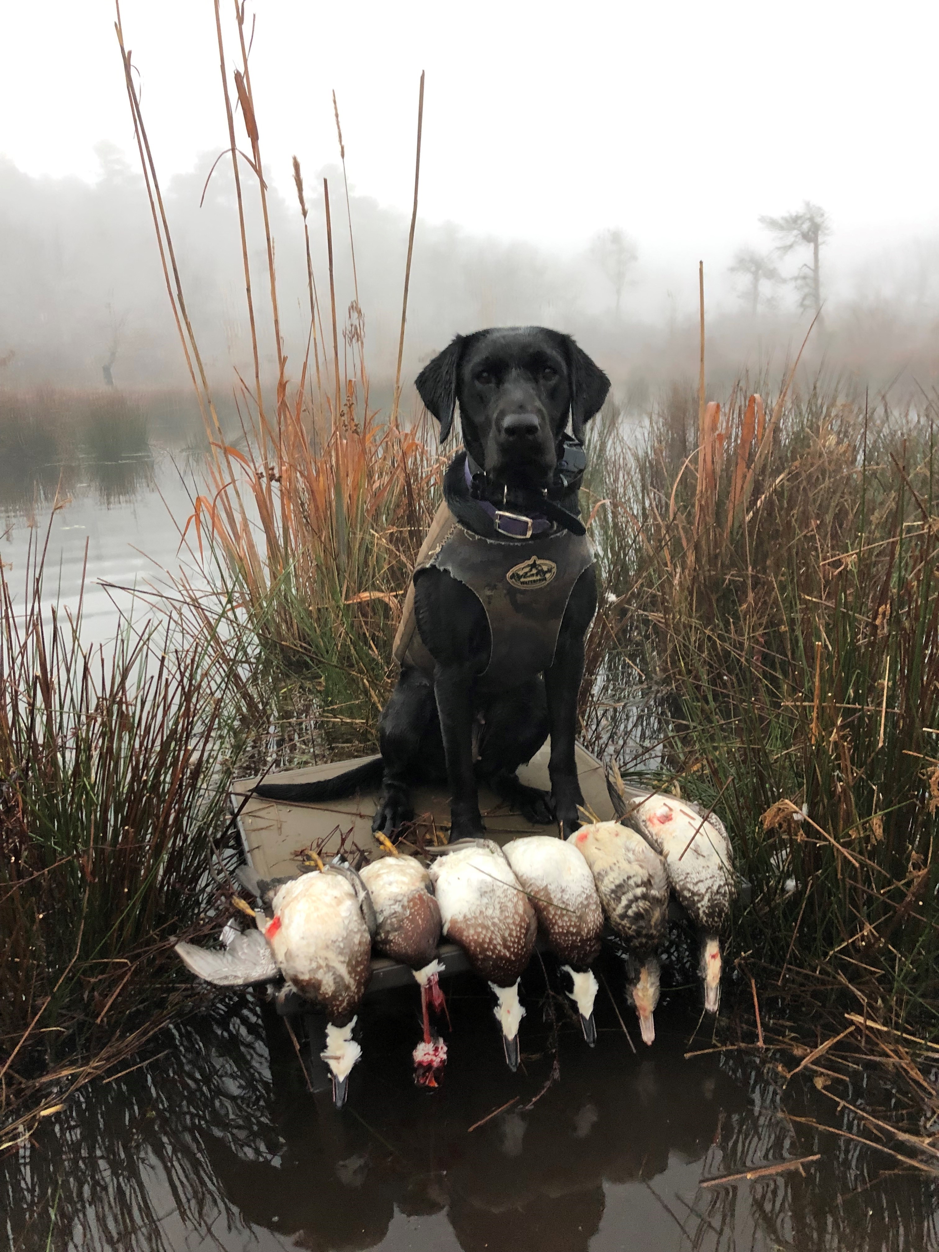 HR HCK's Callin' Cadence | Black Labrador Retriver