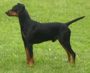 CERBERUS vom Rittmeister | German Pinscher 