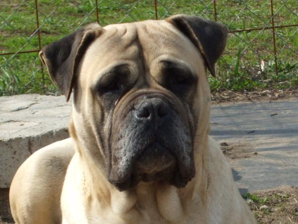 Bácskakerti Rózsa Mira | Bullmastiff 