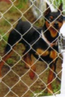 Veroma's Diamond Rio | Miniature Pinscher 