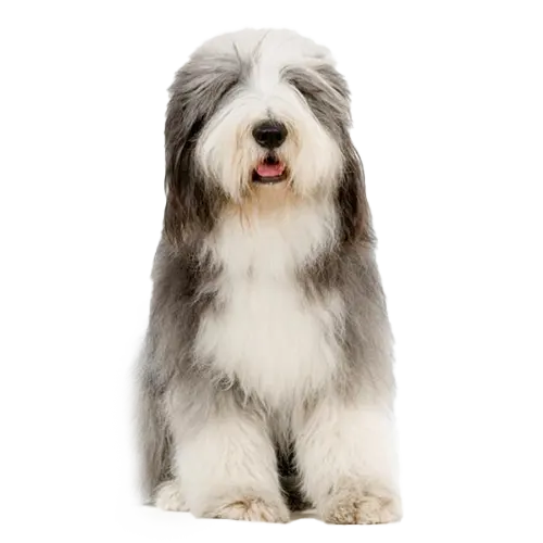 Bearded Collie