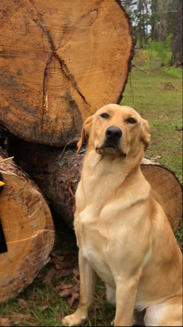 HR Sanders' Ace 'n The Hole | Yellow Labrador Retriver