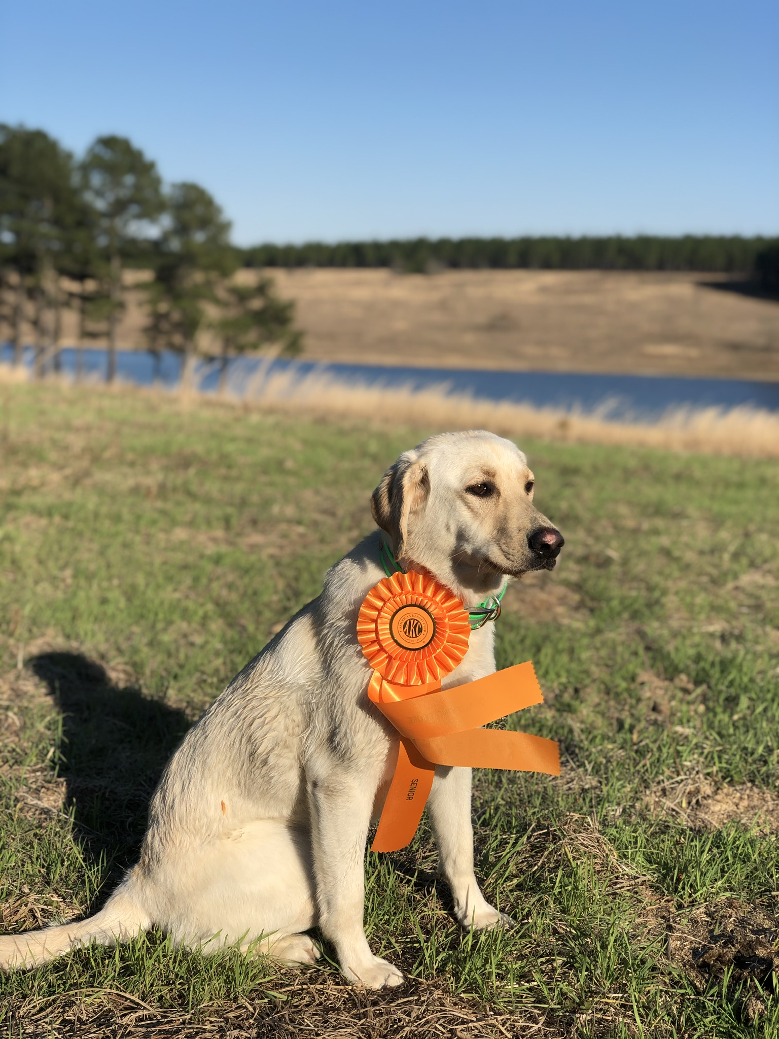 Hillfarms Maggie Mae SH | Yellow Labrador Retriver