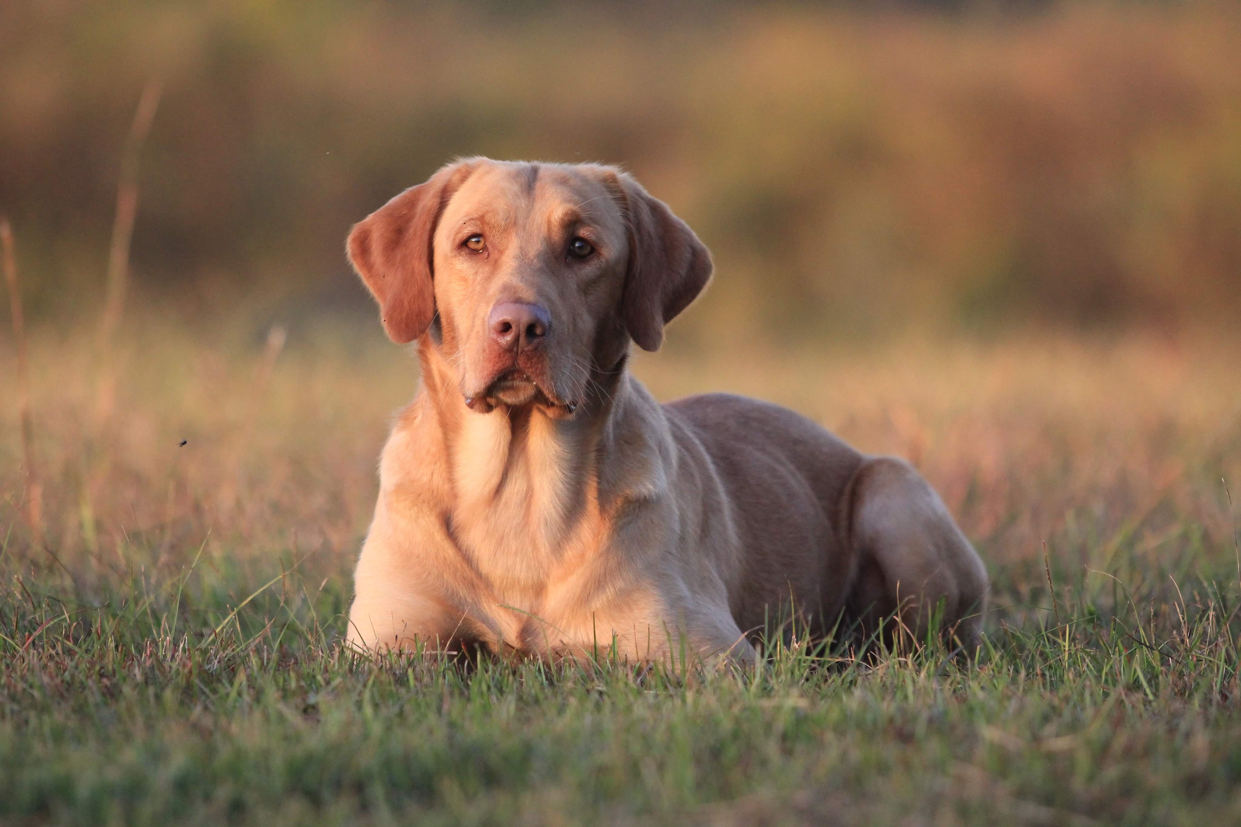 HRCH Cresthill's Chief Scout MH | Yellow Labrador Retriver