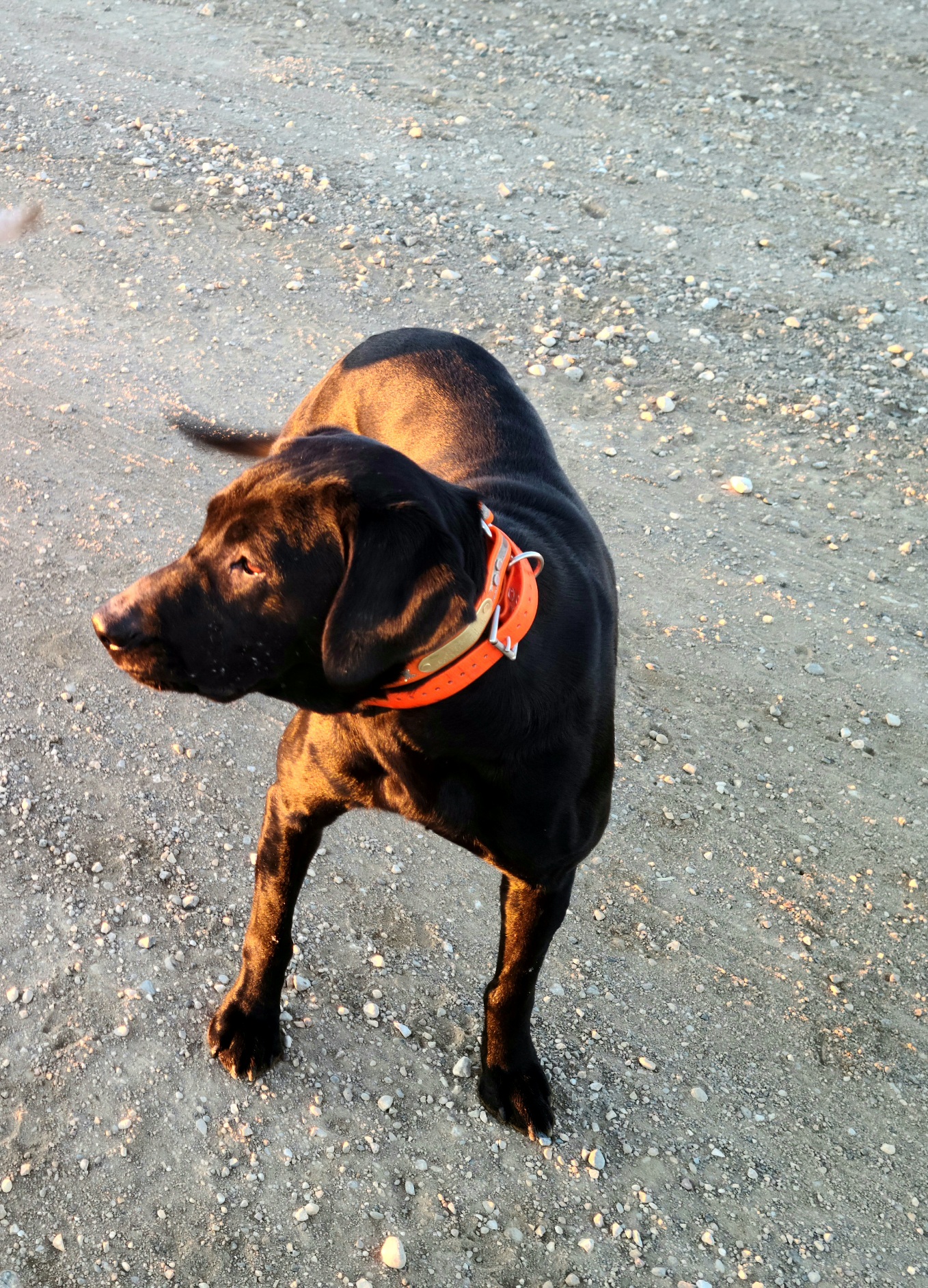 CPR Waterman Creek's Deadwood Diamond Lil | Black Labrador Retriver