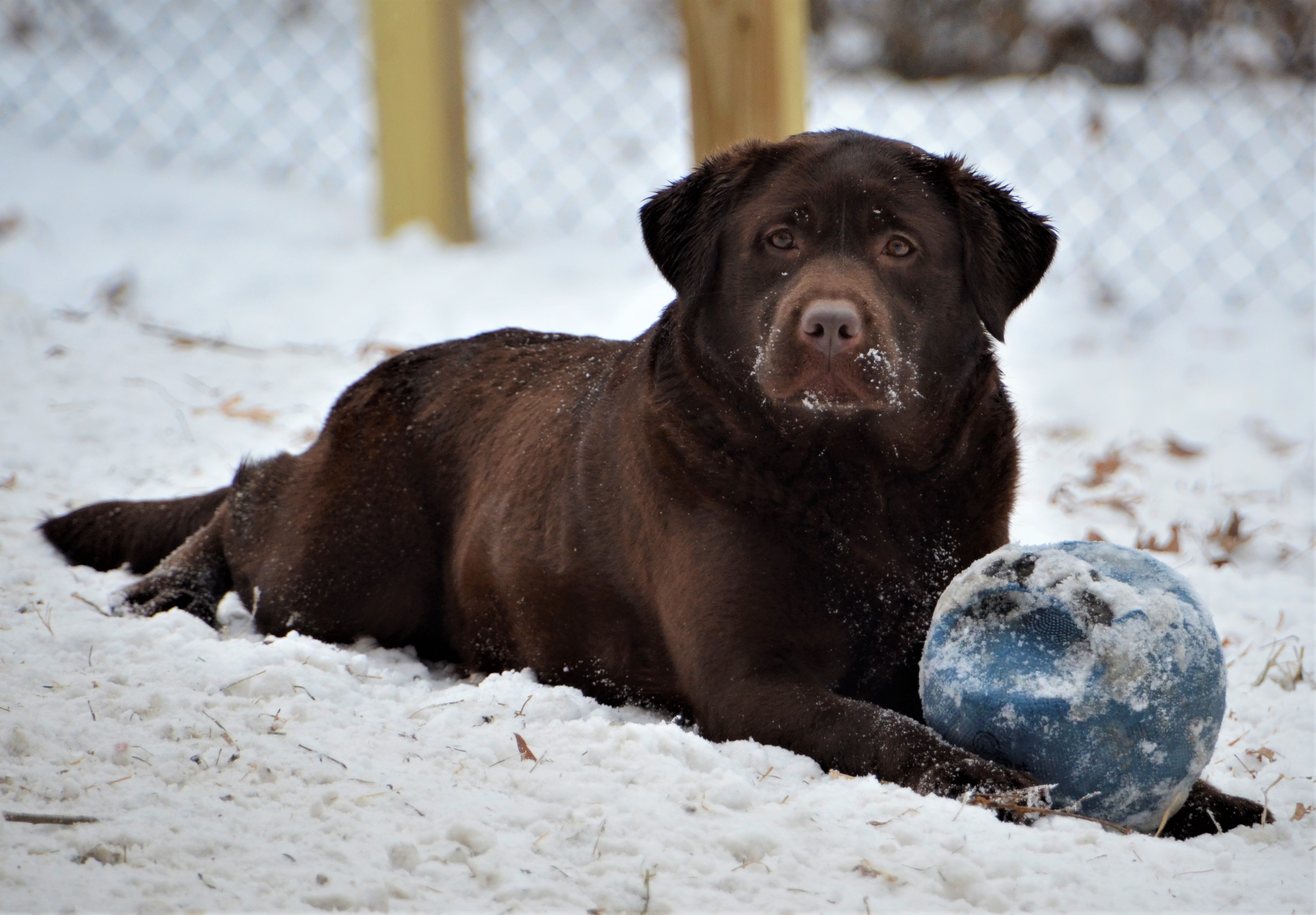 Rlr's A Bit Of Shine | Chocolate Labrador Retriver