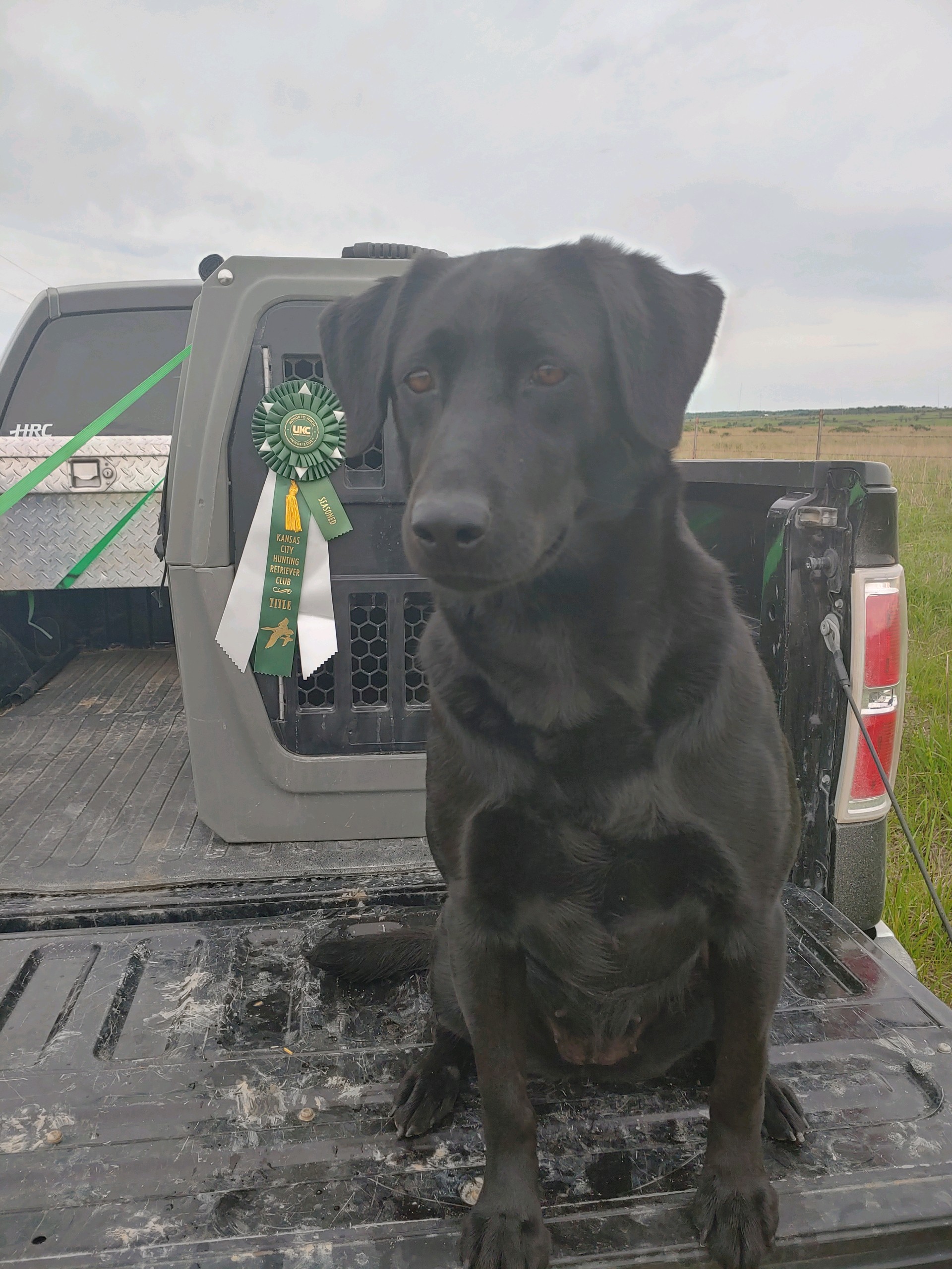 HR Wind Wagons Take The Crown | Black Labrador Retriver