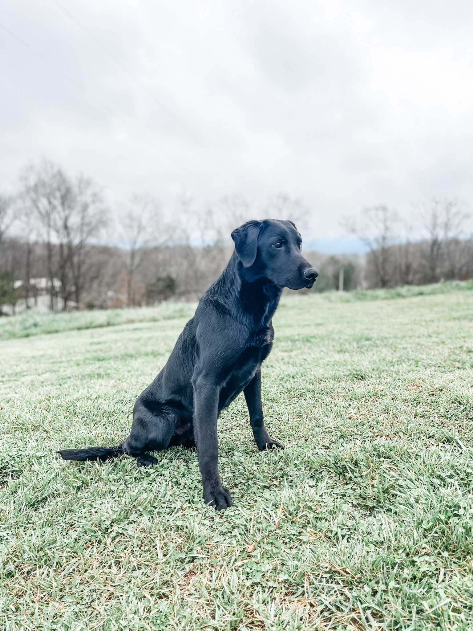 Rockytops Sweet Nectar | Black Labrador Retriver