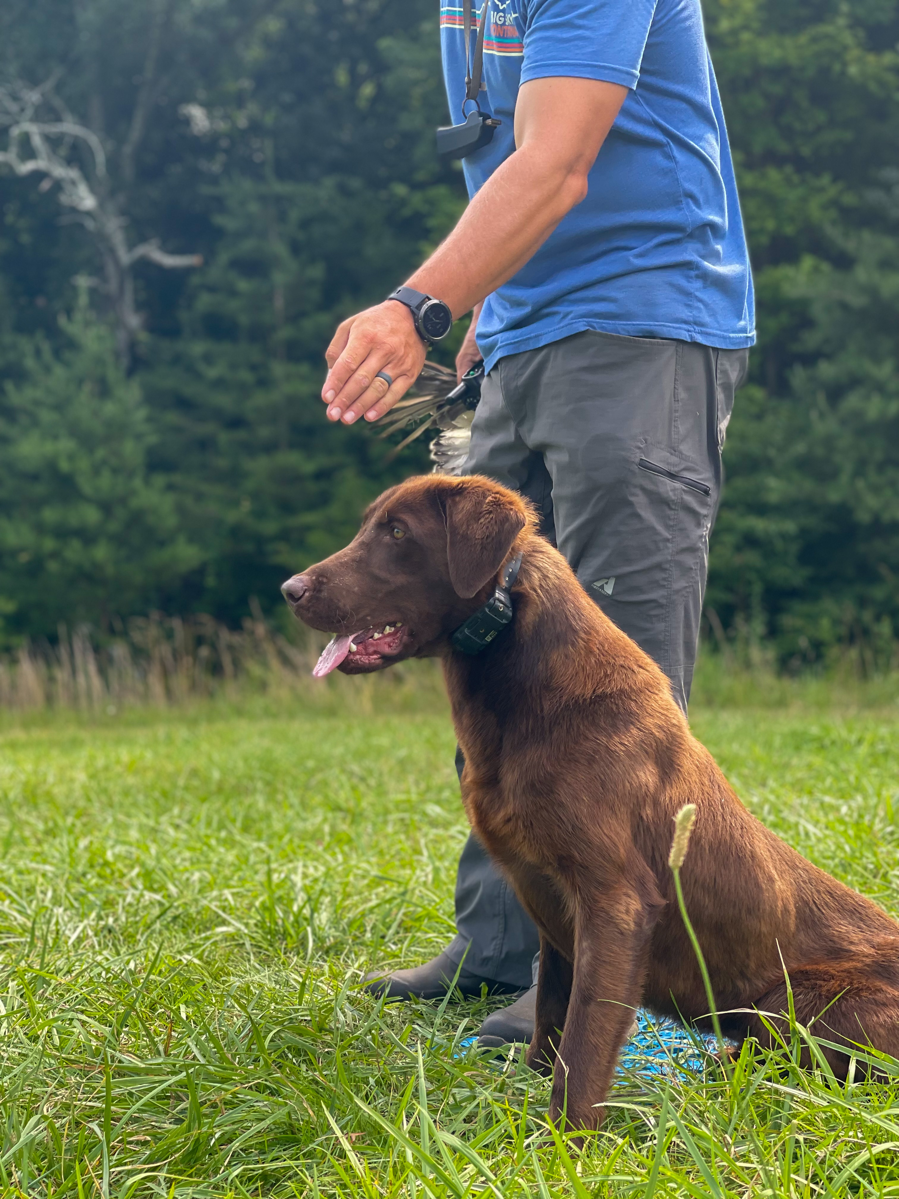 Rockytops Biggen | Chocolate Labrador Retriver