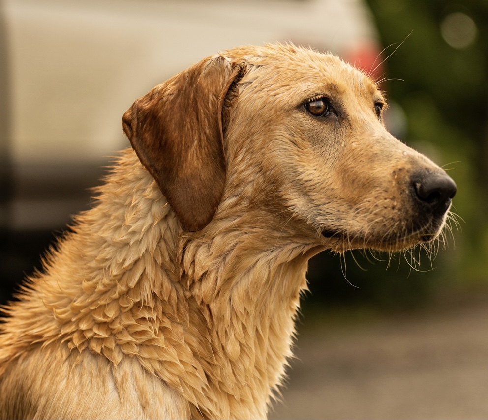 Rockytops Born To Run | Yellow Labrador Retriver