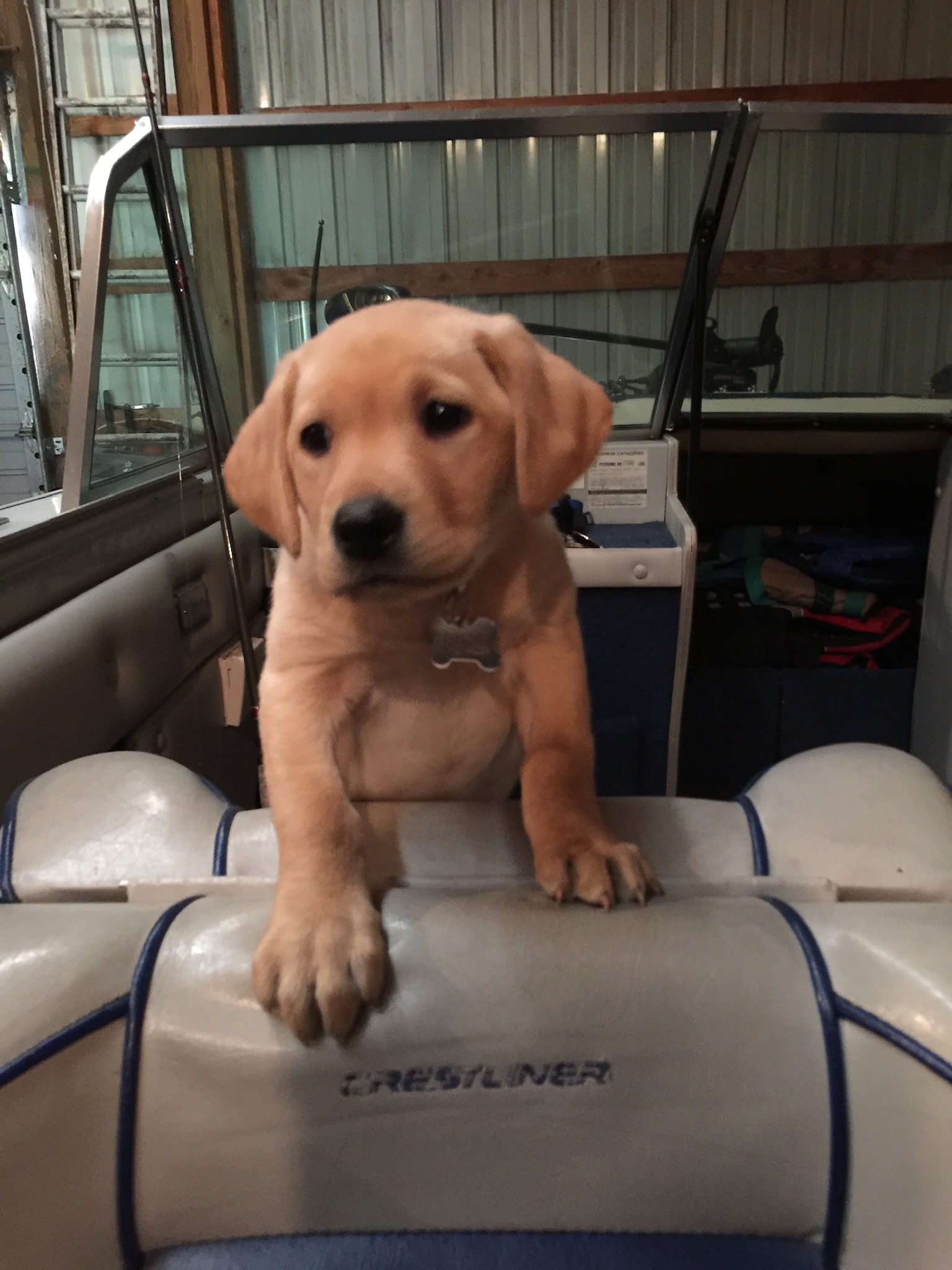 Sir Ryder Of Haverhill | Yellow Labrador Retriver