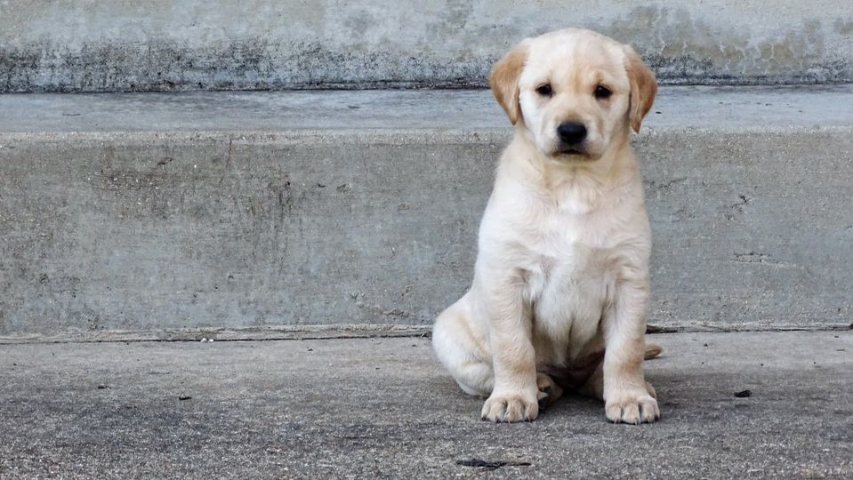 Valedictorian's Perseverance | Yellow Labrador Retriver