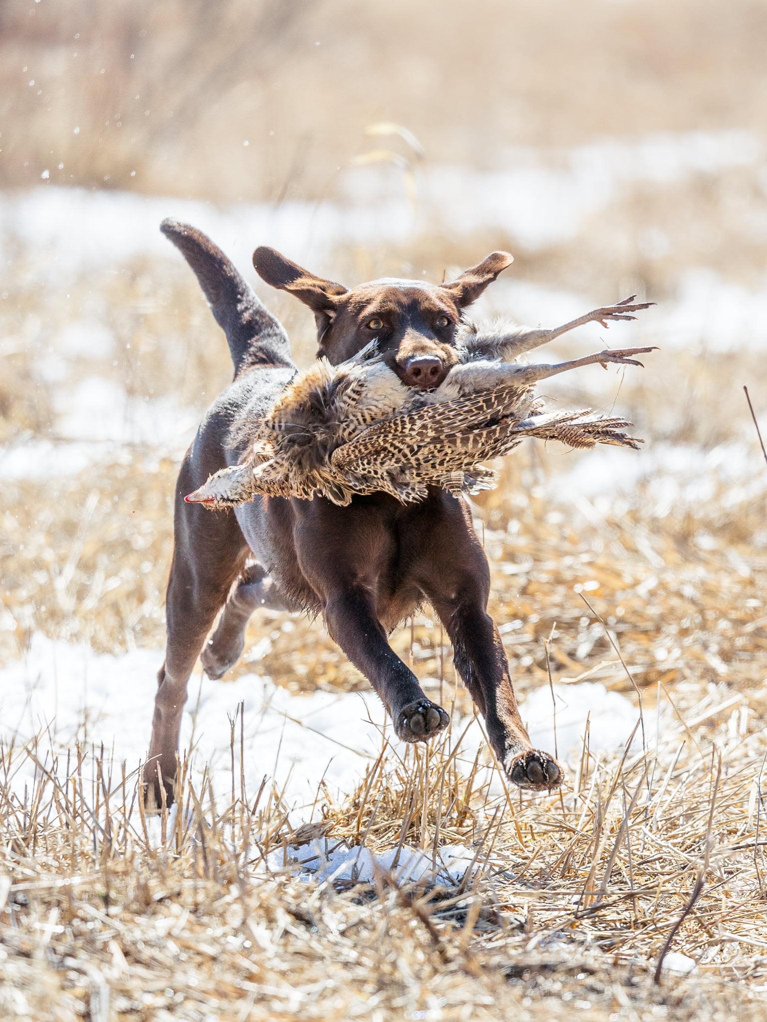 HRCH UH Redwood's Skip To My Lou | Chocolate Labrador Retriver