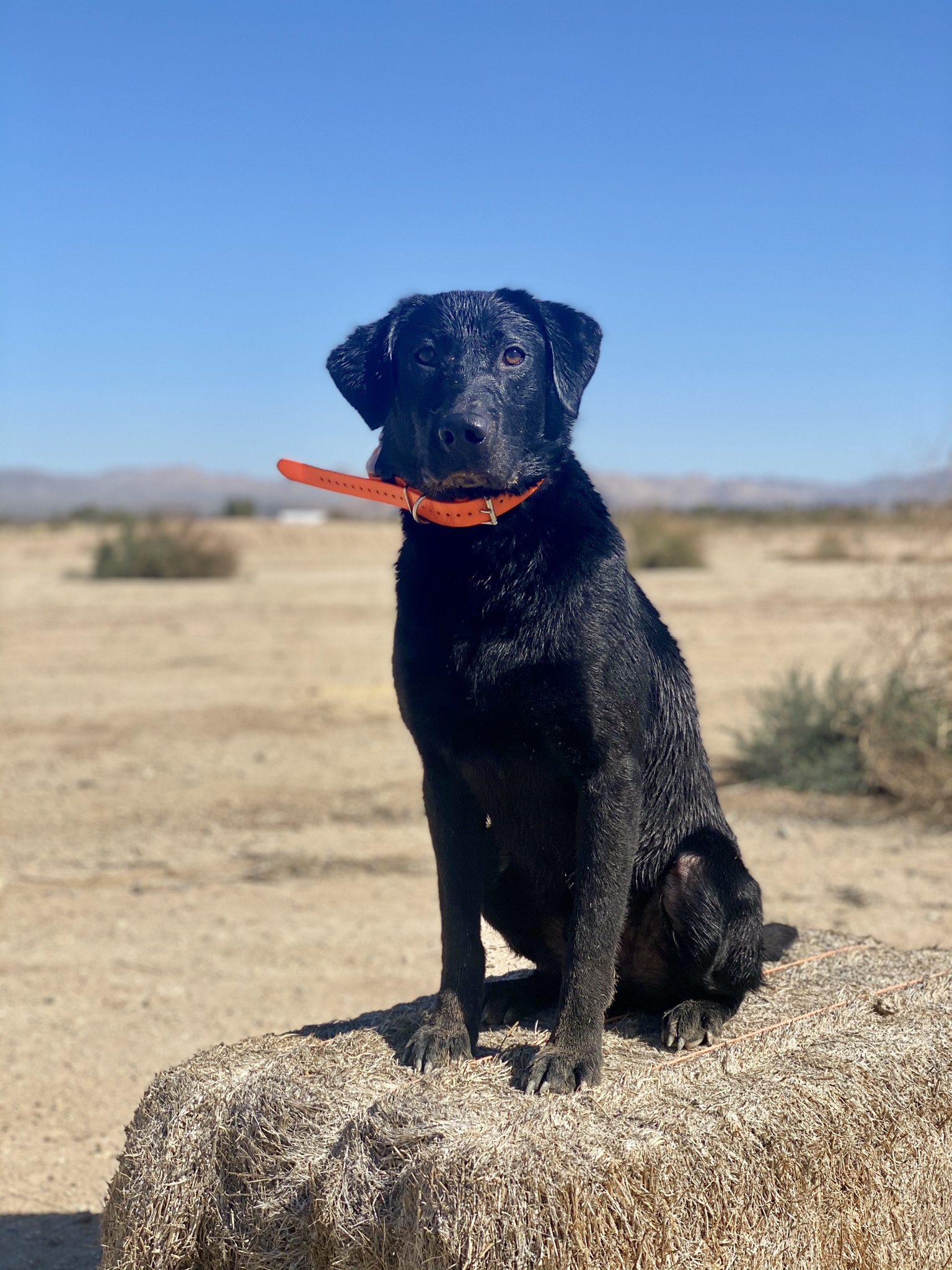 HR’s Rhythm And Blues | Black Labrador Retriver