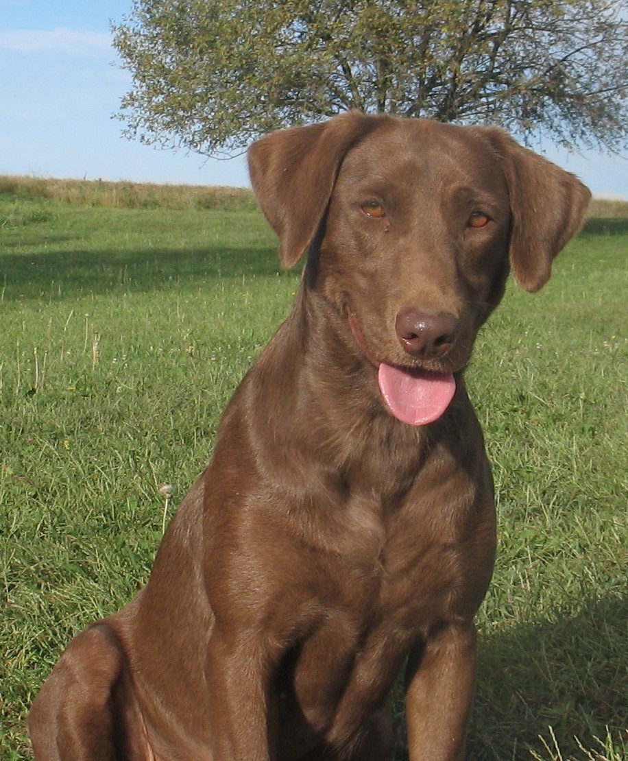 HRCH OGF Agostina Vega MH | Chocolate Labrador Retriver